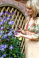 Woman cutting Clematis 'Arabella' for the flower vase