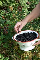 Picking wild blackberries from hedgerow and placing in a colander