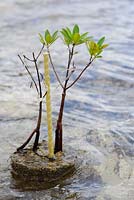 Mangroves planted in cement balls along the sea edge