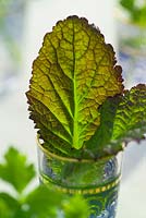 Brassica juncea - Red Giant Mustard leaf in a glass