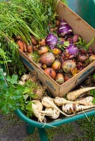 Mixed harvested root vegetables in a wheelbarrow including parsnips, beetroot, carrots, celeriac and kohlrabi