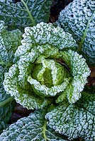 Hoar frost on savoy cabbage