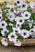Petunia Surfinia 'Blue Vein' in a shallow terracotta container