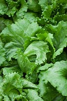Lettuce 'Saladin' - Iceberg lettuce