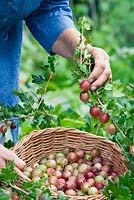 Harvesting Ribes 'Hinnonmaki Red' in a basket