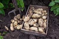Harvesting salad potatoes 'Juliette'