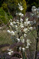 Yucca smalliana - Hillier gardens 