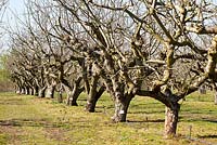 Row of apple trees in an orchard in early spring