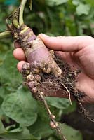 Brassica napus 'Marian' - A young organic swede with club root