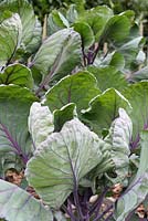 Brassica oleracea 'Red Delicious Seeds' - Organic Brussels sprouts growing in August