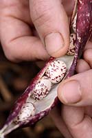 Phaseolus vulgaris 'Borlotta Lingua Di Fuoco 2' - Opening a pod of an organically grown Borlotti bean