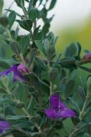 Leucophyllum frutescens - Silverleaf, Texas Ranger Plant, Thunder Cloud or most commonly, Purple Texas Sage. Native to Texas, USA