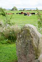 Decorative standing stone in garden and view of adjoining field with cattle and stone cairn - Rhodds Farm, Kington, Herefordshire, UK