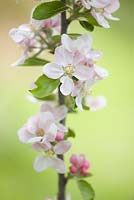 Malus 'Fiesta' - Apple blossom