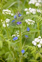 Pentaglottis sempervirens - Green Alkanet and Anthriscus sylvestris - Cow Parsley growing on a wild bank
