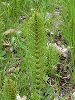 Equisetum 'Marestails'  Very invasive weed and difficult to eradicate.