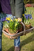 Mixed trug of Iris reticulata, Narcissus 'Tete-a-tete' and Muscari armeniacum