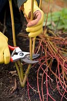 Cutting back stems of Cornus sanguinea 'Midwinter Fire' to ground level