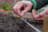 Step by Step planting of Carrots 'Purple Haze'