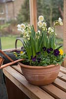 Step by Step container planting for Narcissus 'Bridal Crown' and Viola Panola series 'Halloween mix'