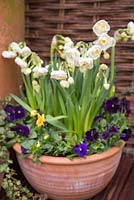 Container consisting of Narcissus 'Bridal Crown' and Viola Panola series 'Halloween mix'