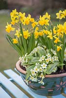 Step by Step container for Primula vulgaris and Narcissus 'Tete-a-tete'