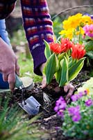 Planting out variegated Tulipa praestans 'Unicum'
