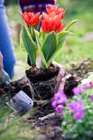 Planting out variegated Tulipa praestans 'Unicum'
