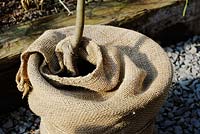 Fruit tree pot wrapped in hessian sacking as protection from frost
