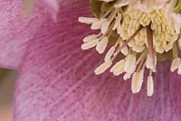 Helleborus flower 