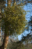 Viscum - Mistletoe growing on tree