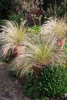 Stipa tenuissima in terracotta long tom pots with Buxus ball and Alchemilla mollis - Woodpeckers
