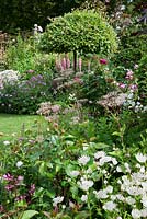 Herbaceous border in small garden with Salix fargesia umbrella pruned standard tree, Lupinus, Astrantia , Roses and Geraniums - Garden Neighbours