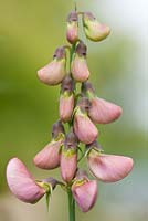 Lathyrus latifolius - Perennial Sweet Pea