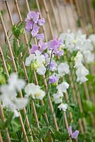 Lathyrus odoratus 'Zillah Harrod' and 'White frills' - Sweet Peas tied to bamboo cane support