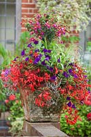 Container combination with standard Fuchsia, Verbena, Petunia and Begonia 'Devotion' (Million Kisses Series) at East Ruston Old Vicarage gardens