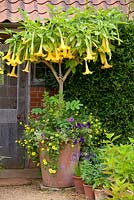 Container with Brugmansia x candida 'Grand Marnier' - Angel's Trumpet, Bidens, Thunbergia, Verbena, Melianthus major, Silene and Petunia 'Blue Wave' - East Ruston Old Vicarage gardens