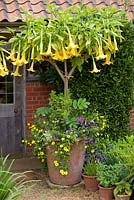 Container with Brugmansia x candida 'Grand Marnier' - Angel's Trumpet, Bidens, Thunbergia, Verbena, Melianthus major, Silene and Petunia 'Blue Wave' - East Ruston Old Vicarage gardens
