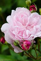 Rosa 'Fantin-Latour', centifolia hybrid in June