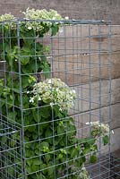 Hydrangea in gabions, Growing for a Fairer Future - BBC Gardener's World Live 2012