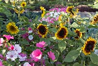 Helianthus annuus 'Ring of Fire' and Lavatera trimestris 'Beauty Miss'