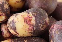 Solanum tuberosum -  Potato 'Mr Little's Yetholm Gypsy'