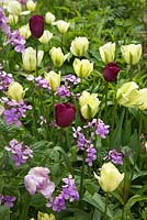 Tulipa 'Queen of the Night', Tulipa 'Spring Green', Tulipa 'Shirley' and Lunaria annua 
