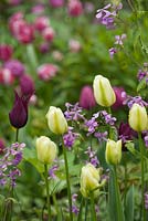 Tulipa 'Burgundy', Tulipa 'Spring Green' and Lunaria annua