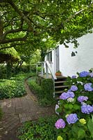 Entrance to house with path of terracotta ceramic tiles and bricks, Ligustrum hedge by steps, Hydrangea, Buxus and Taxus balls and hedges - Ulla Molin