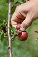 Thinning out developing fruits on apple tree to allow others to grow bigger