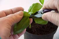 Propagating and dividing Ocimum basilicum - Basil from shop bought plant - take cuttings to eat