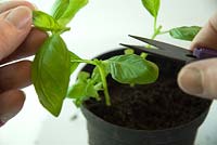 Propagating and dividing Ocimum basilicum - Basil from shop bought plant - take cuttings to eat

