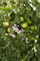 Apple tree with borage - Worton Organic Garden Farm
