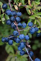 Prunus spinosa - Sloes